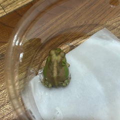 チャコガエル　パターンレスの画像