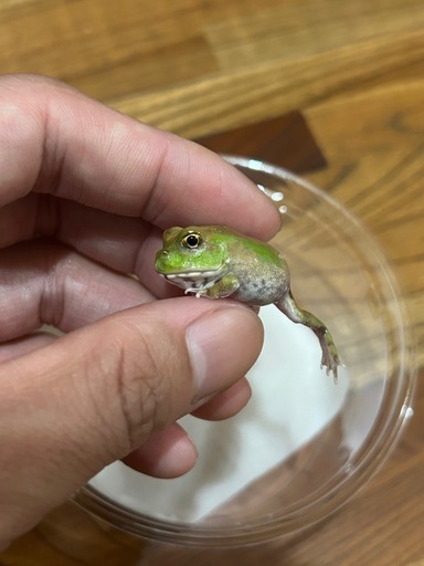 チャコガエル パターンレス 複数購入で割引します！