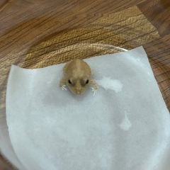 チャコガエル　パターンレスの画像