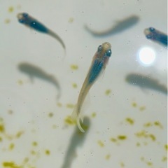 【木もれ陽めだか直系】　めだか　深海　メダカの画像