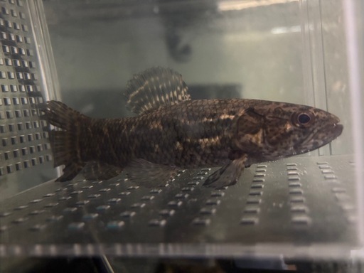 (価格交渉可能)ブラックタライロン熱帯魚