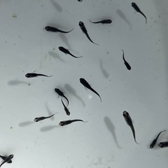 オロチメダカ稚魚10匹の画像