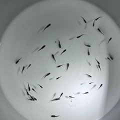 オロチメダカ稚魚10匹の画像