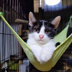 可愛い甘えん坊のセレンちゃん