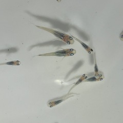 深海メダカから産まれた稚魚10匹の画像