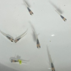 深海メダカから産まれた稚魚10匹の画像