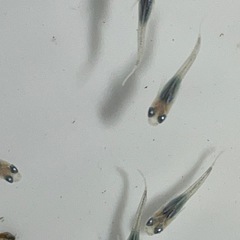 深海メダカから産まれた稚魚10匹の画像