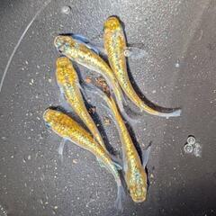 メダカ　スフィンクス
2P+1の画像