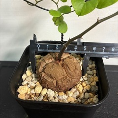 亀甲竜②の画像