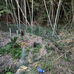 【ソテツあげます】千葉県南房総市【蘇轍】の画像
