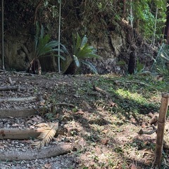 【ソテツあげます】千葉県南房総市【蘇轍】の画像