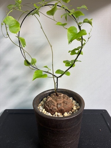 亀甲竜③
 亀甲竜 3号 | Plants Shop Big Smile 通販