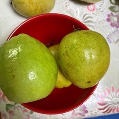 グァバの画像
