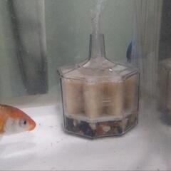 鯉の画像