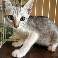 サバシロ　女の子　約3ヶ月