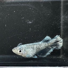 【改良メダカ】グラディオメダカ若魚　5匹の画像
