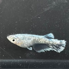 【改良メダカ】グラディオメダカ若魚　5匹の画像
