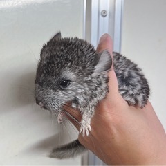 チンチラの販売