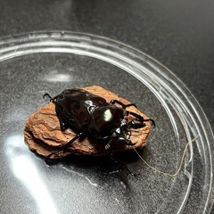 ニジイロクワガタ　紫紺　ホワイトアイ　♂単の画像