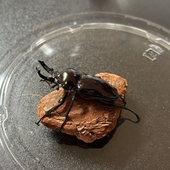 ニジイロクワガタ　紫紺　ホワイトアイ　♂単の画像