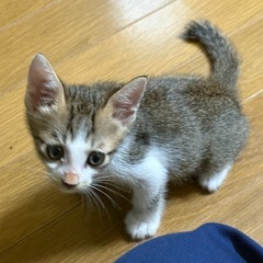 やんちゃな男の子