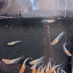 B1【お得な選別漏れ個体】若魚-成魚 10匹　天照紅白体外光の選別漏れ　アマテラスの画像