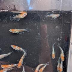 B1【お得な選別漏れ個体】若魚-成魚 10匹　天照紅白体外光の選別漏れ　アマテラスの画像