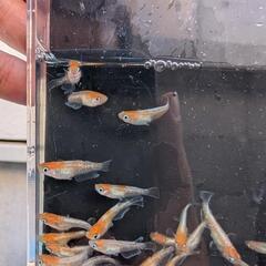 B1【お得な選別漏れ個体】若魚-成魚 10匹　天照紅白体外光の選別漏れ　アマテラスの画像