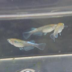 REX　3匹1,000円 8匹2,000円　メダカ・改良メダカの画像