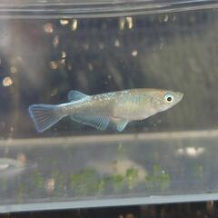 REX　3匹1,000円 8匹2,000円　メダカ・改良メダカの画像