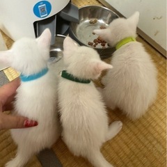 子猫メス