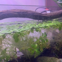 浮草　アマゾンブロックピット
の画像