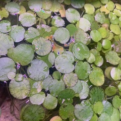 浮草　アマゾンブロックピット
の画像