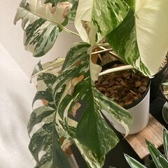 観葉植物　斑入りモンステラ　ハーフムーン　ホワイトタイガー　お引き取り希望の画像