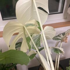 観葉植物　斑入りモンステラ　ハーフムーン　ホワイトタイガー　お引き取り希望の画像