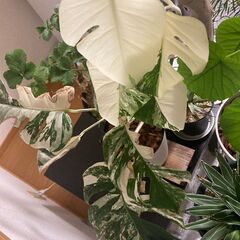 観葉植物　斑入りモンステラ　ハーフムーン　ホワイトタイガー　お引き取り希望の画像