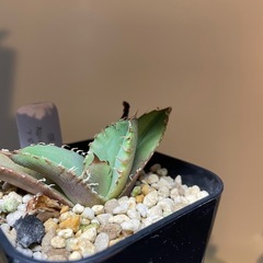 アガベ　皇冠の画像