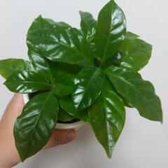 Coffe tree 珈琲の木 実生 の画像