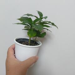 Coffe tree 珈琲の木 実生 の画像