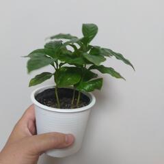 Coffe tree 珈琲の木 実生 の画像