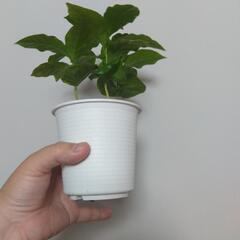Coffe tree 珈琲の木 実生 の画像