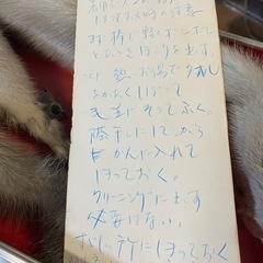 フェレットの毛皮？の画像