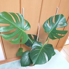 観葉植物モンステラの画像