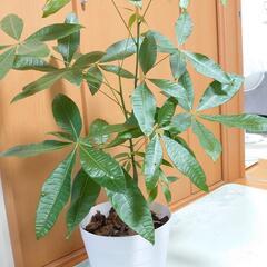 観葉植物パキラの画像