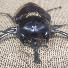 ラミレスゾウカブト　♂単品　1回使用　112ミリの画像