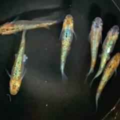 25-1 メダカ オーロラ黄ラメ幹之サファイア系　3ペア(6匹)  (画像個体現物)の画像