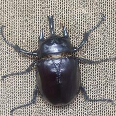 ラミレスゾウカブト　♂単品　1回使用　112ミリの画像