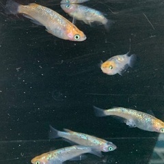 25-1 メダカ オーロラ黄ラメ幹之サファイア系　3ペア(6匹)  (画像個体現物)の画像
