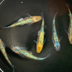 25-2 メダカ オーロラ黄ラメ幹之サファイア系　3ペア(6匹)  (画像個体現物)の画像