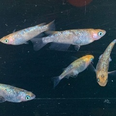 25-2 メダカ オーロラ黄ラメ幹之サファイア系　3ペア(6匹)  (画像個体現物)の画像